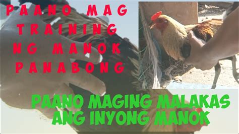 Paano magtraining ng manok panabong .